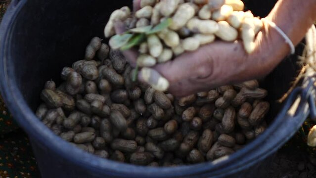 Close up farmer hand picking peanut in the plant