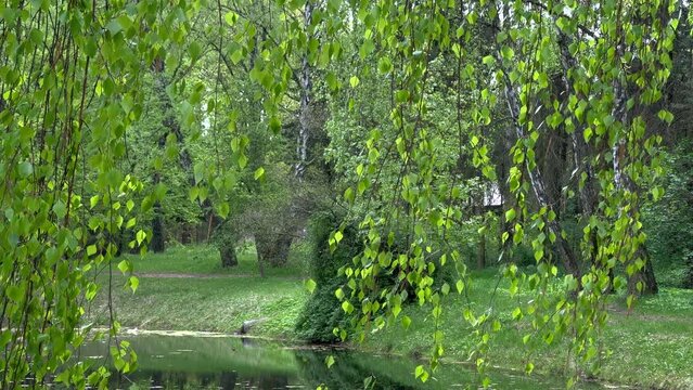 ZIELONE LIŚCIE PORUSZANE PRZEZ LEKKI WIATR. 