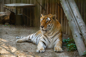 The Siberian tiger (Panthera tigris tigris), also Amur tiger (Panthera tigris altaica) portrait on a dark background. Beautiful male Siberian tiger in warm summer with open mouth. Tiger yawning.