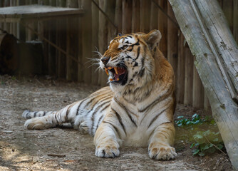 The Siberian tiger (Panthera tigris tigris), also Amur tiger (Panthera tigris altaica) portrait on a dark background. Beautiful male Siberian tiger in warm summer with open mouth. Tiger yawning.