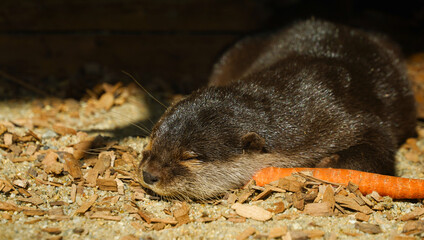 Otter. Otter sleeping at a zoo. Photo during the day.