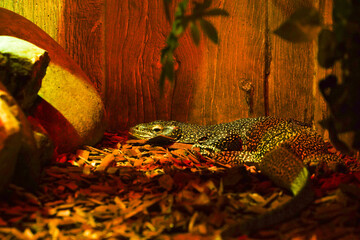 varan to a zoo. photo during the day.