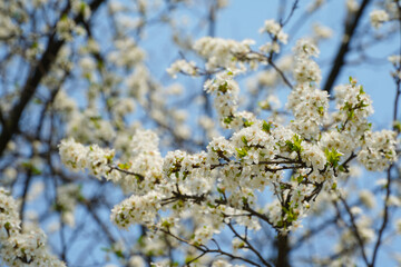 spring flowers. photo during the day.