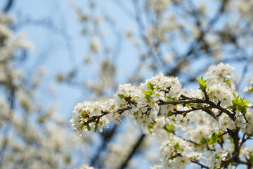 spring flowers. photo during the day.