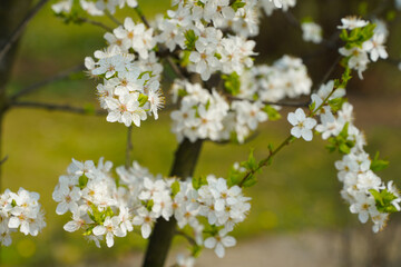 spring flowers. photo during the day.
