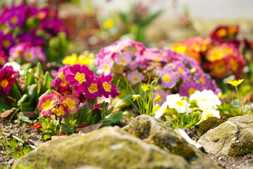 Obraz premium Cosmos flower field. photo during the day. 