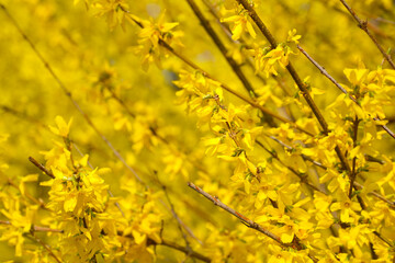 spring flowers. photo during the day.