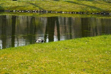 River from above with rocks at the side