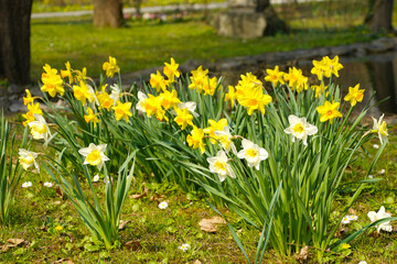 spring flowers. photo during the day.
