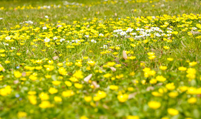 Cosmos flower field. photo during the day.
