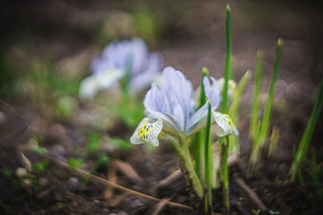 Flowers- soft focus effect. Depth of field