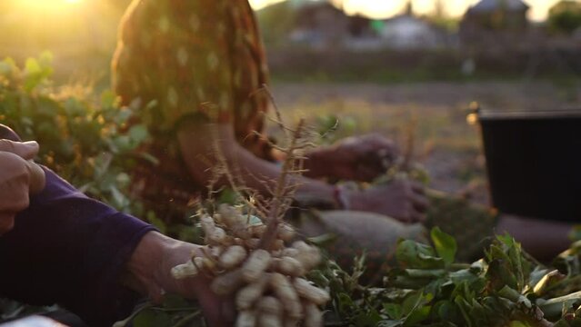Close up farmer hand picking peanut in the plant