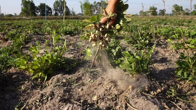 Close up farmer hand picking peanut in the plant