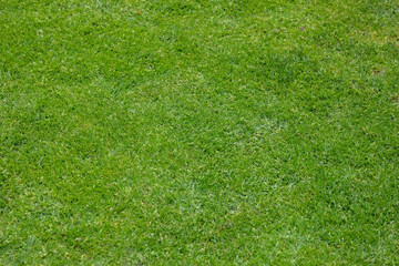Fototapeta na wymiar Top view of a large area covered with completely green natural grass, for a soccer field or tennis court