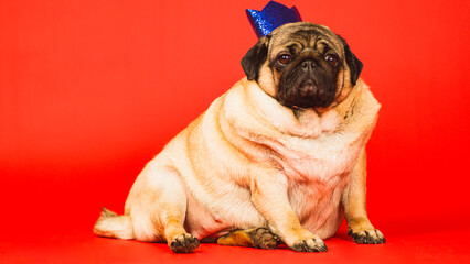 Obraz premium Cute dog with crown on head. Pug with blue crown posing on red background.