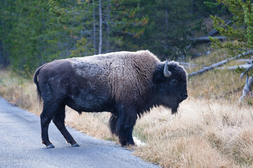 Yellowstone Bison and Wildlife