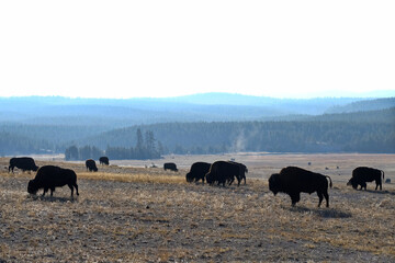 Yellowstone Bison and Wildlife