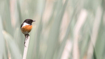 A beautiful European Stonechat is enjoying this beautiful day.