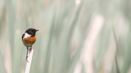 A beautiful European Stonechat is enjoying this beautiful day.