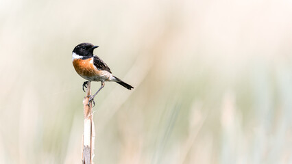 A beautiful European Stonechat is enjoying this beautiful day.