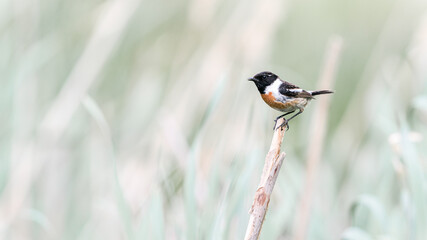 A beautiful European Stonechat is enjoying this beautiful day.