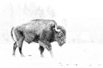 A black and white portrait of a beautiful special American bison.