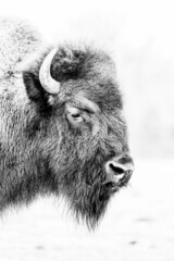 A black and white portrait of a beautiful special American bison.