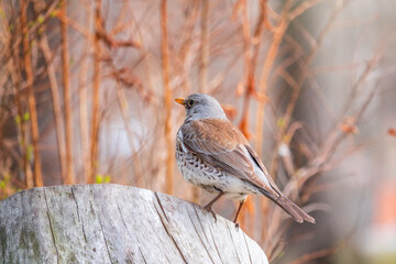 Fieldbird sits on a branch in spring with a blurred background.