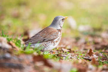 Fieldfare, Turdus pilaris, on a sprng lawn.