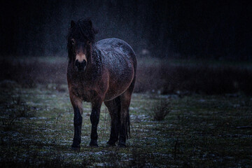 A very nice portrait of an exmoor pony made in the low-key style