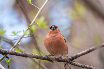 Common chaffinch, Fringilla coelebs, sits on a tree. Common chaffinch in wildlife.