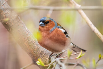Common chaffinch, Fringilla coelebs, sits on a tree. Common chaffinch in wildlife.