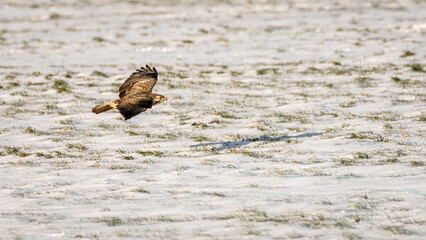 The buzzard enjoys a beautiful winter sunset.