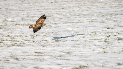 The buzzard enjoys a beautiful winter sunset.