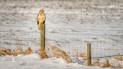The buzzard enjoys a beautiful winter sunset.