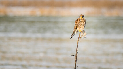 This beautiful kestrel is enjoying the beautiful sunset.