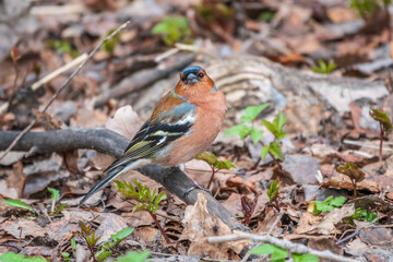 Common chaffinch, Fringilla coelebs, sits on the ground in spring. Common chaffinch in wildlife.