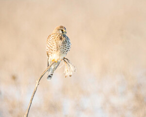 This beautiful kestrel is enjoying the beautiful sunset.