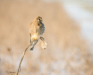 This beautiful kestrel is enjoying the beautiful sunset.