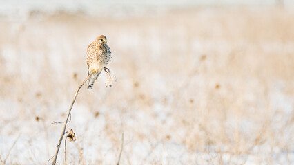 This beautiful kestrel is enjoying the beautiful sunset.