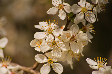 Kwitnące drzewo , śliwa . Wiosenna eksplozja kwiatów drzew owocowych . Totus floreo !! - obrazy, fototapety, plakaty