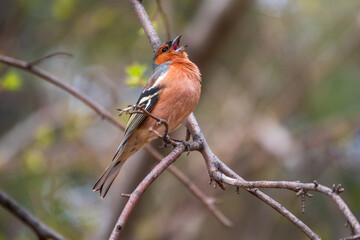 Common chaffinch, Fringilla coelebs, sits on a tree. Common chaffinch in wildlife.