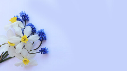 White daffodils and blue muscari flowers on a white background. Spring flower arrangement. Background for a greeting card.