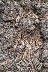 Poplar tree bark with wooden texture nature background