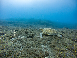 Naklejka na ściany i meble Green turtle on the sea floor, tropical paradise, Reunion island, France.