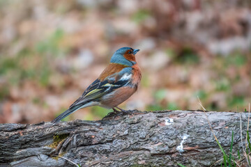 Common chaffinch, Fringilla coelebs, sits on a tree. Common chaffinch in wildlife.