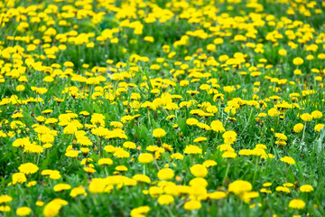 Large field with yellow dandelions.