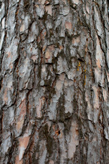 pine tree bark texture