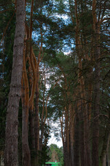 path with pine forest nature