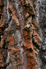 pine tree bark texture